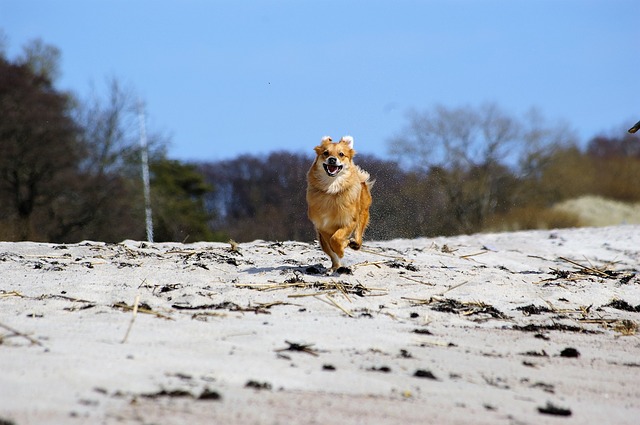 pes při běhu